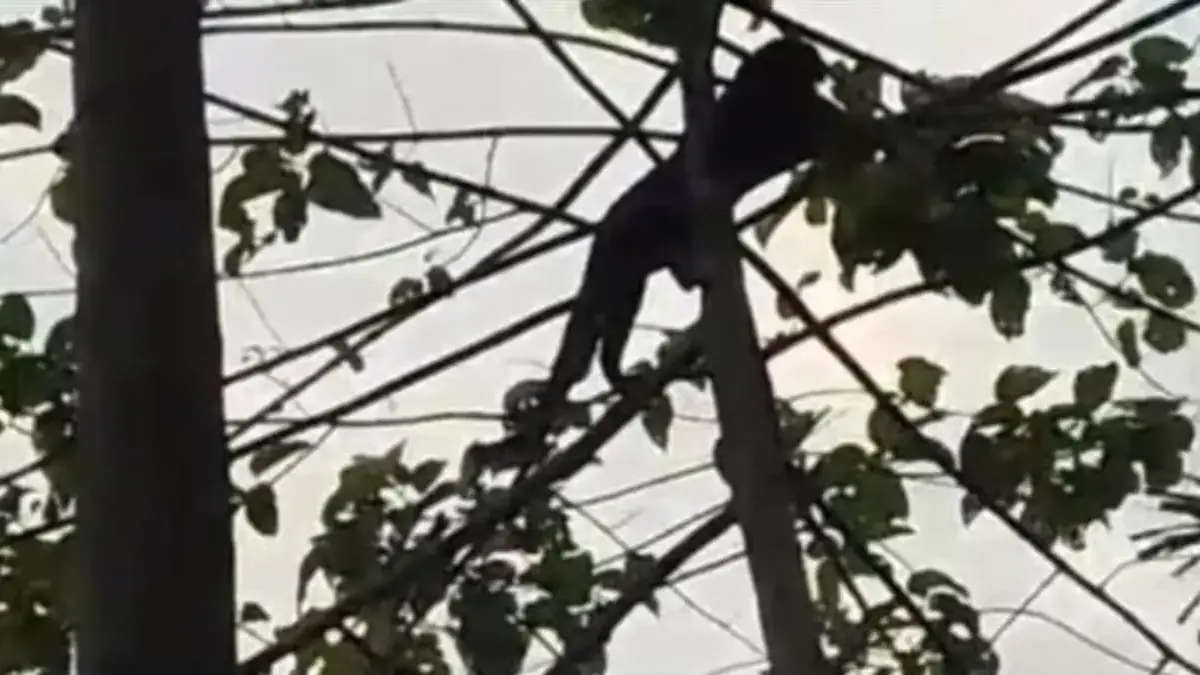 Viral Video Macan Kumbang di Sumedang Ternyata Rekaman Lama, BBKSDA Klarifikasi