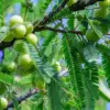 Prospek dan Panduan Budidaya Buah Malaka (Phyllanthus emblica) di Sumedang