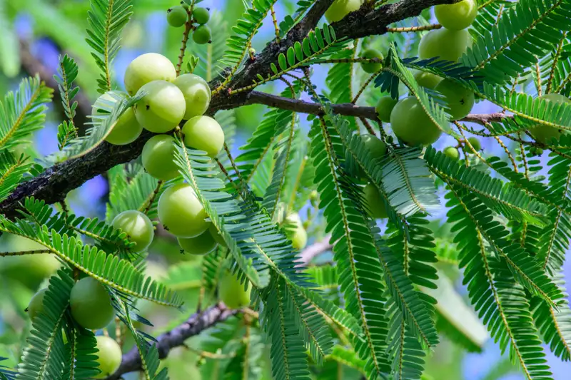 Prospek dan Panduan Budidaya Buah Malaka (Phyllanthus emblica) di Sumedang Prospek dan Panduan Budidaya Buah Malaka (Phyllanthus emblica) di Sumedang