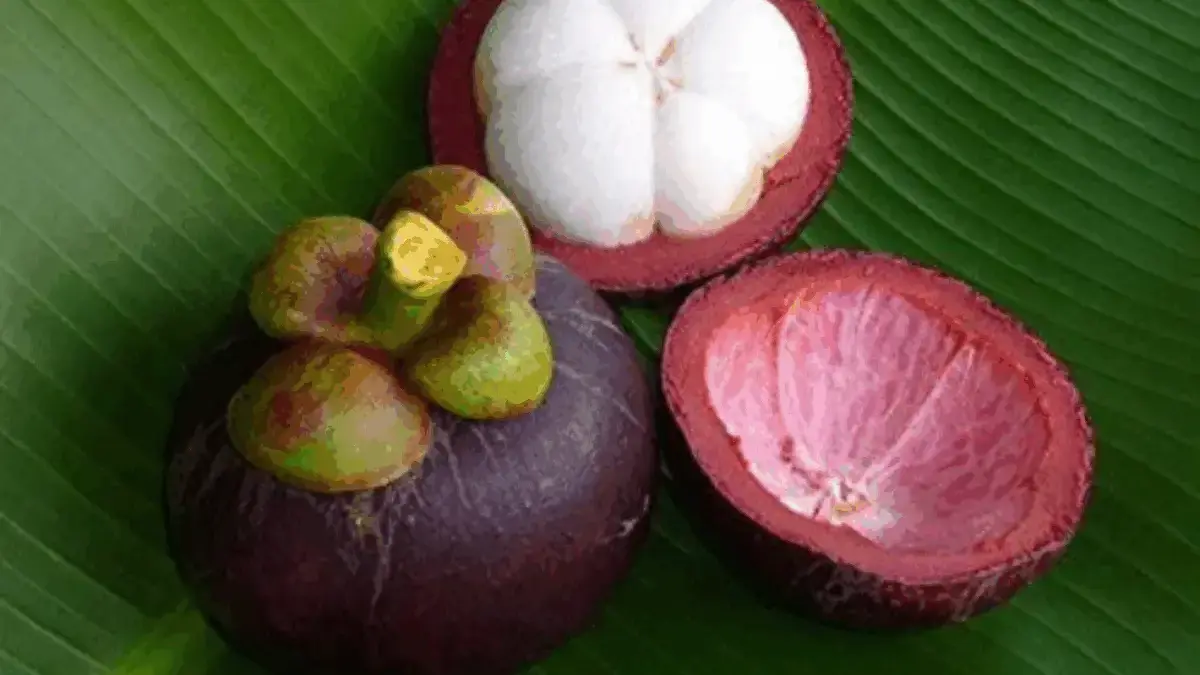 Bukan Hanya Manis! 5 Manfaat Ajaib Manggis: Dari Jaga Jantung Hingga Kulit Bebas Jerawat Bukan Hanya Manis! 5 Manfaat Ajaib Manggis: Dari Jaga Jantung Hingga Kulit Bebas Jerawat