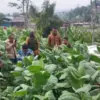 Panen Tembakau Sumedang Tetap Berkualitas Meski Cuaca Ekstrem