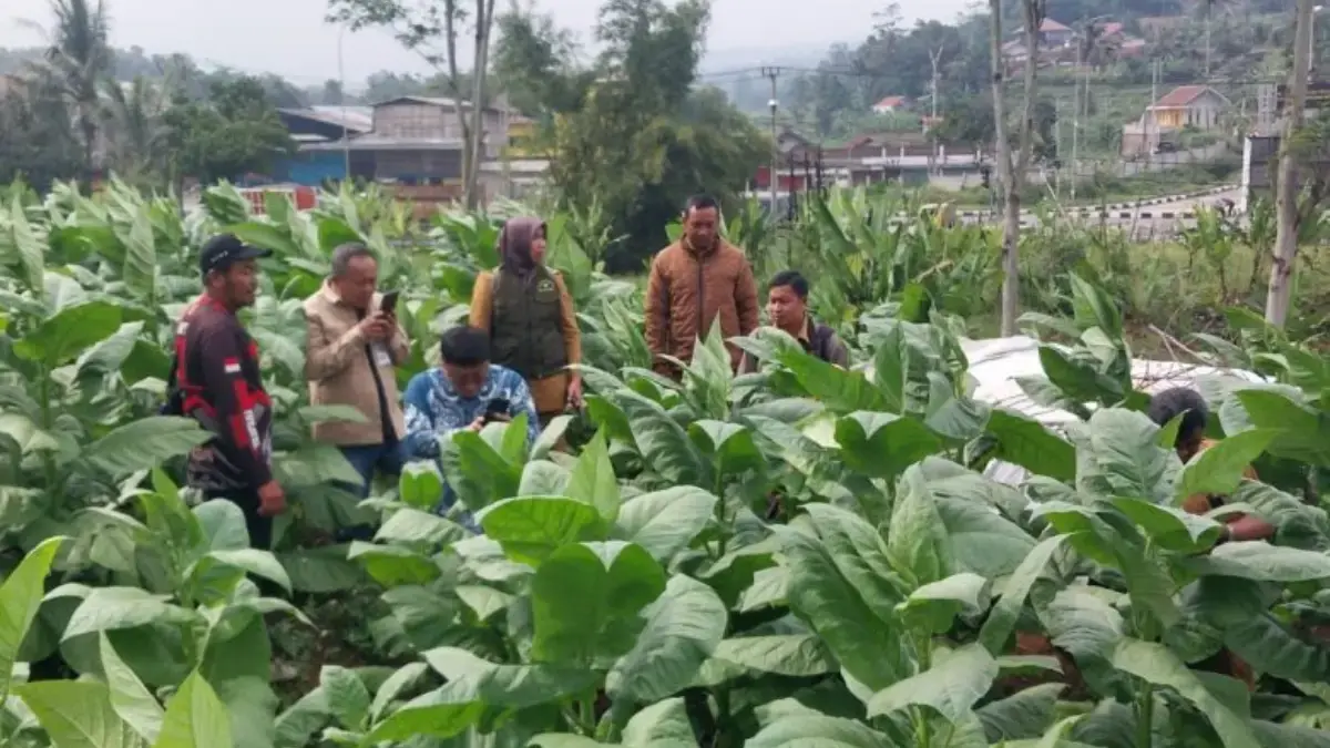 Panen Tembakau Sumedang Tetap Berkualitas Meski Cuaca Ekstrem