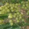 Manfaat dan Khasiat Buah Malaka yang Menjadi Asal Usul Nama Kecamatan Cimalaka