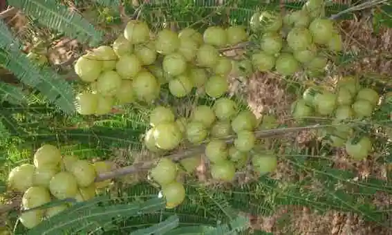 Manfaat dan Khasiat Buah Malaka yang Menjadi Asal Usul Nama Kecamatan Cimalaka, Sumedang Manfaat dan Khasiat Buah Malaka yang Menjadi Asal Usul Nama Kecamatan Cimalaka