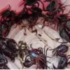 Langkah Demi Langkah Budidaya Yuyu: Pakan, Perawatan, dan Tips Cepat Panen