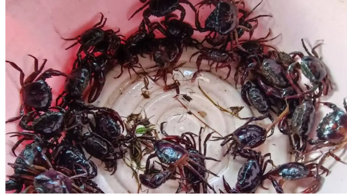 Langkah Demi Langkah Budidaya Yuyu: Pakan, Perawatan, dan Tips Cepat Panen
