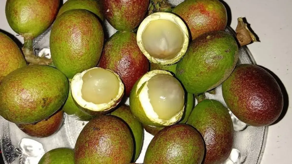 Jarang Diketahui! Ini 7 Manfaat Ilmiah Buah Matoa, Si Mungil Kaya Antioksidan