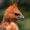 Makna Lagu Manuk Dadali