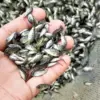 7 Manfaat Istimewa Ikan Benteur Untuk Kesehatan Tubuh
