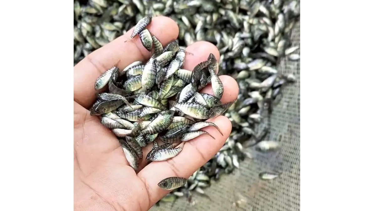 7 Manfaat Istimewa Ikan Benteur Untuk Kesehatan Tubuh 7 Manfaat Istimewa Ikan Benteur Untuk Kesehatan Tubuh