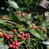 Pembibitan Kopi Lingga Sari Berhasil, Kopi Manglayang Jadi Kebanggaan Baru Petani Sumedang