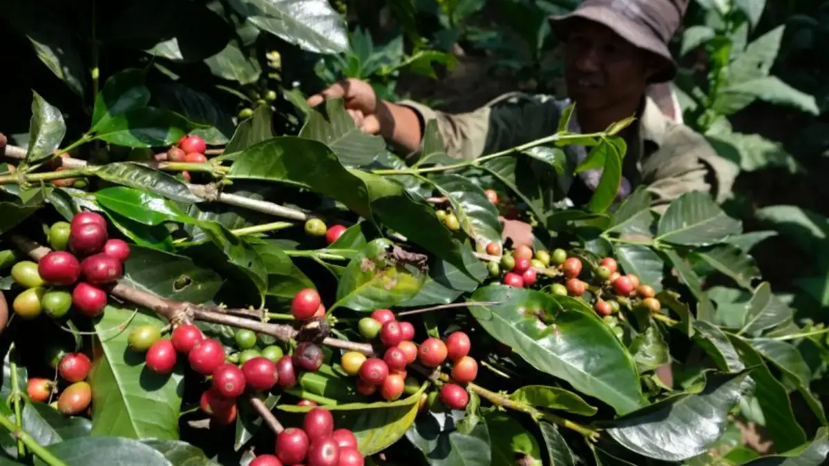 Pembibitan Kopi Lingga Sari Berhasil, Kopi Manglayang Jadi Kebanggaan Baru Petani Sumedang