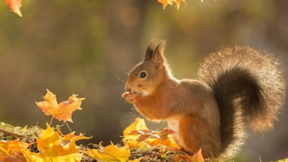 Ungkapan Penyesalan dan Kekecewaan Melalui Lagu Tradisional Sunda Berjudul \"Bajing Luncat\"