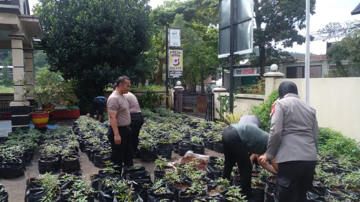 Polsek Sumedang Utara Dukung Ketahanan Pangan Lewat Penanaman Ubi Cilembu di Lahan Sempit