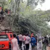 Pohon Tumbang Tutup Akses  Cimalaka-Cipadung