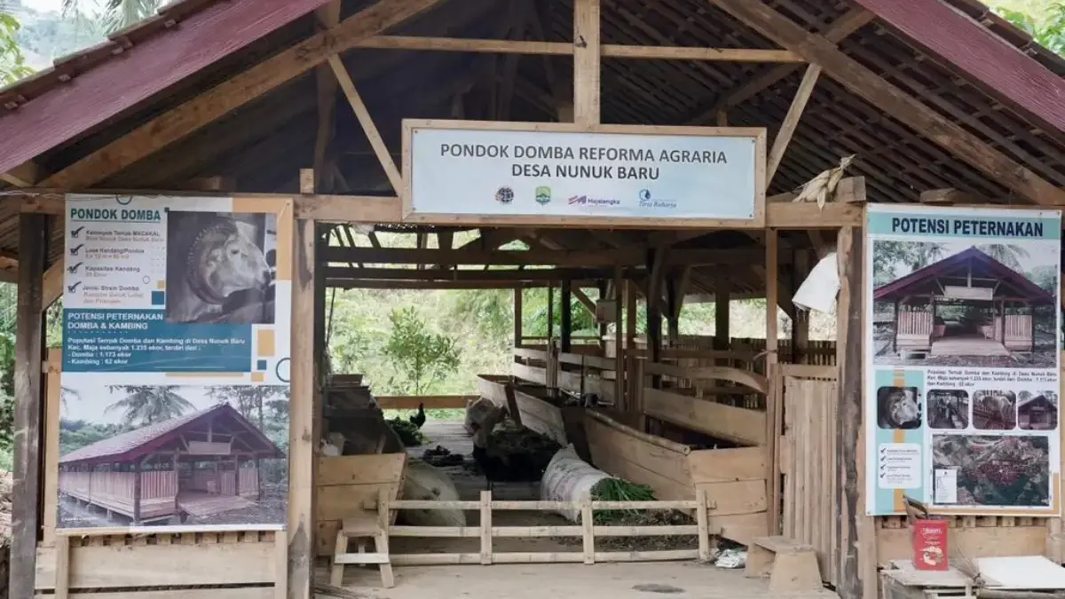 Reforma Agraria Buka Akses Warga Desa Nunuk Baru untuk Jalankan Usaha Ternak Domba