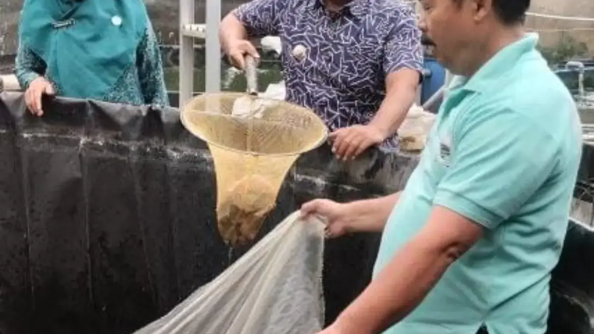 Panen Ikan Nila di Desa Cibeusi Jatinangor, Pemdes Salurkan Protein Hewani untuk Tekan Stunting