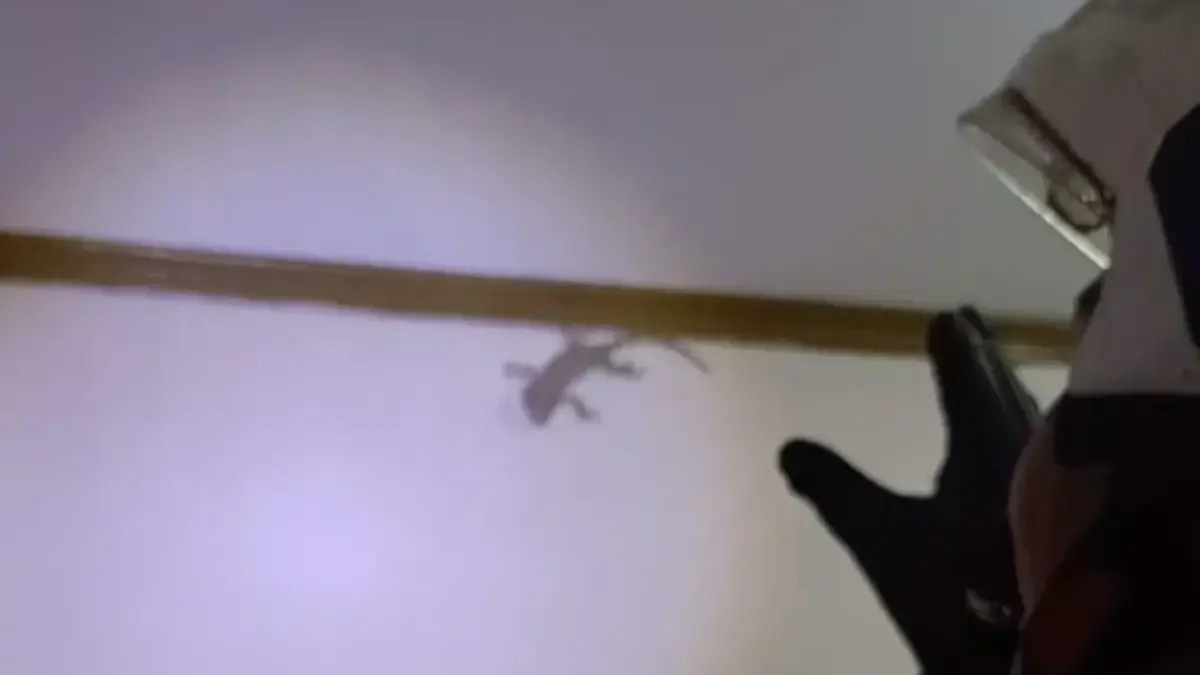 Warga Kutamandiri Panik Temukan Tokek di Rumah: Damkar Tanjungsari Bergerak Cepat Lakukan Evakuasi Malam Hari Warga Kutamandiri Panik Temukan Tokek di Rumah: Damkar Tanjungsari Bergerak Cepat Lakukan Evakuasi Malam Hari