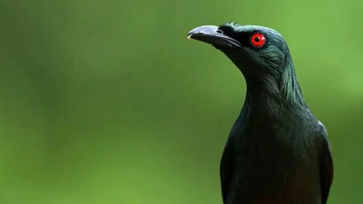 Menggali Filosofi "Eling" di Balik Nada Ceria Lagu Cing Cangkeling Menggali Filosofi \"Eling\" di Balik Nada Ceria Lagu Cing Cangkeling