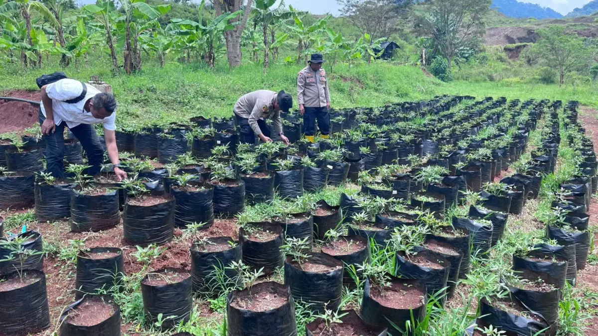 Polsek Jatinangor Kawal Pemeliharaan Ubi Cilembu Demi Ketahanan Pangan Lokal