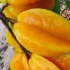 Manfaat Buah Belimbing Untuk Kesehatan