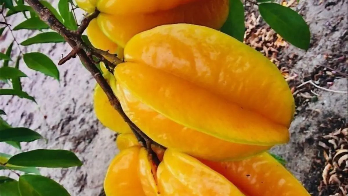 Manfaat Buah Belimbing Untuk Kesehatan Manfaat Buah Belimbing Untuk Kesehatan