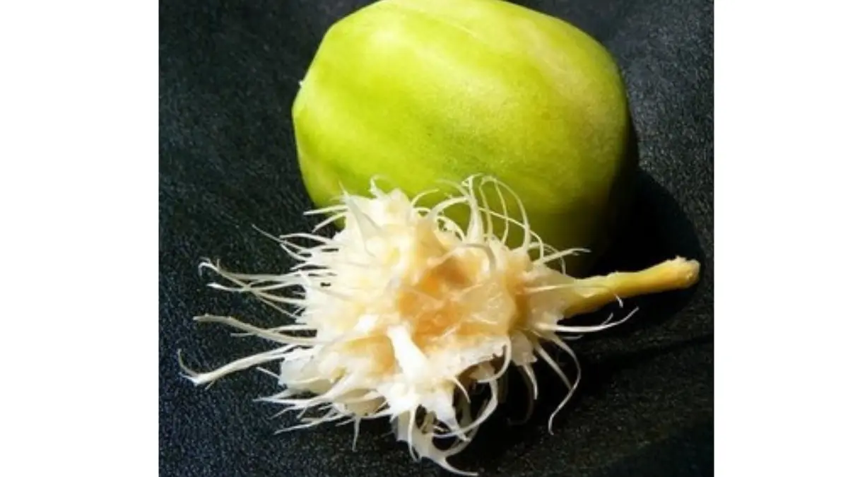 5 Manfaat Istimewanya Buah Kedondong Untuk Kesehatan 5 Manfaat Istimewanya Buah Kedondong Untuk Kesehatan