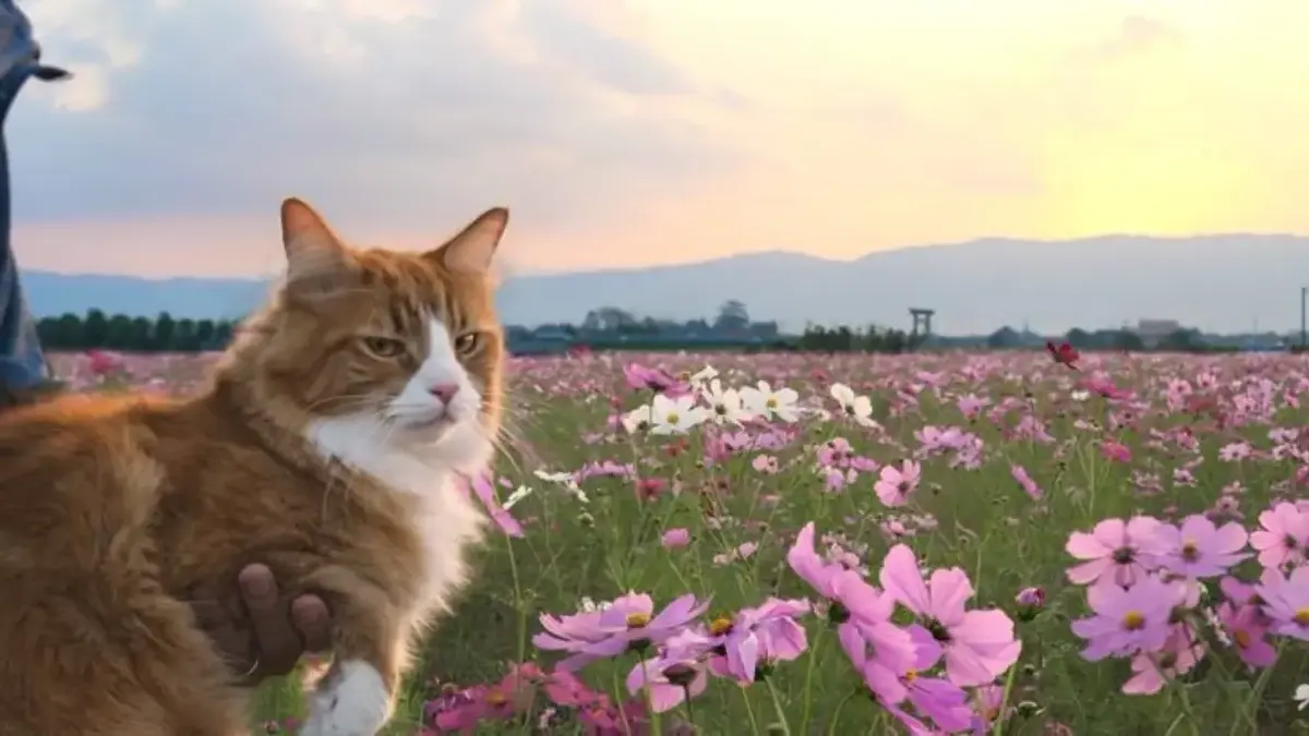 Unik, 10 Mitos Tentang Kucing yang Masih Banyak Dipercaya Unik, 10 Mitos Tentang Kucing yang Masih Banyak Dipercaya