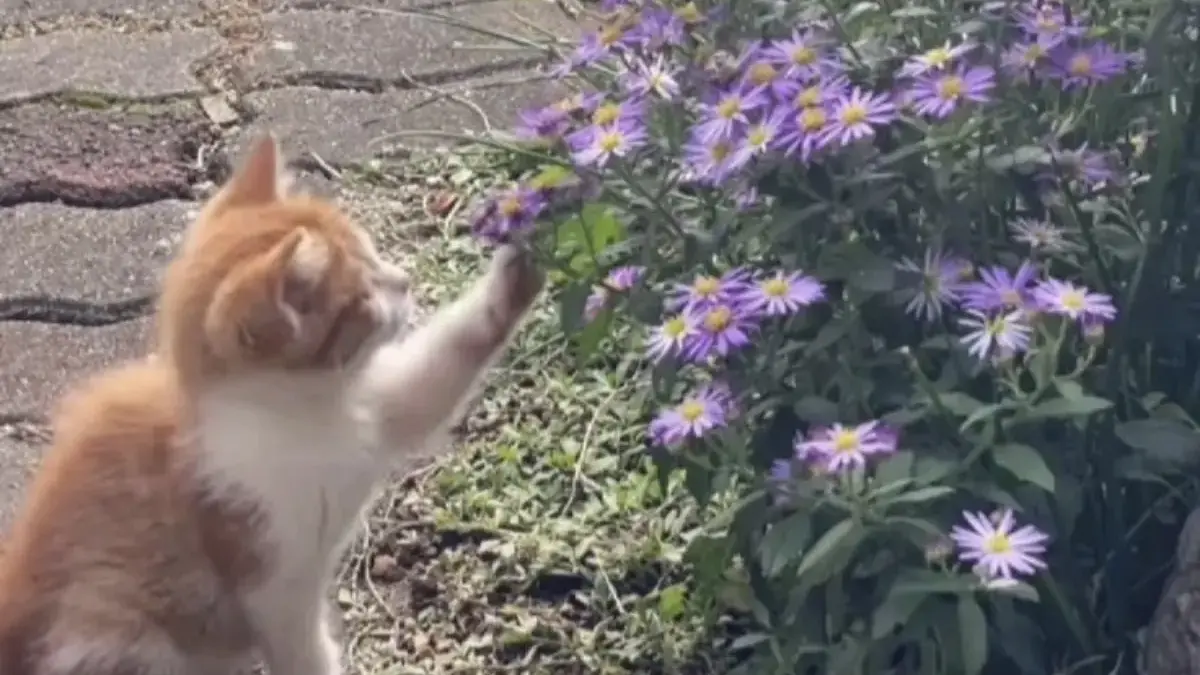 Biar Anabul Makin Pintar, Ini Dia Tips dan Cara Mengajari Kucing Buang Air di Toilet Biar Anabul Makin Pintar, Ini Dia Tips dan Cara Mengajari Kucing Buang Air di Toilet