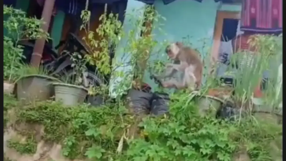 Masyarakat Pabuaran Heboh! Seekor Monyet Terlepas dan Gigit Seorang Guru SMP Masyarakat Pabuaran Heboh! Seekor Monyet Terlepas dan Gigit Seorang Guru SMP