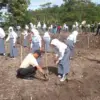 Dukung Gerakan Sumedang Menanam, Pemdes Licin Tanam 800 Pohon