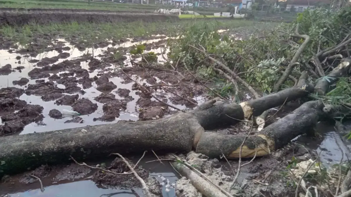 Cuaca Ekstrem, Pohon Mahoni Tumbang di Cimanggung Akibat Hujan Deras dan Angin Kencang