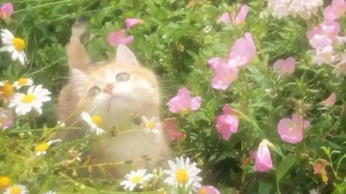 Ada Berapa Jenis Kucing di Dunia? Ini Penjelasan Lengkapnya Ada Berapa Jenis Kucing di Dunia? Ini Penjelasan Lengkapnya