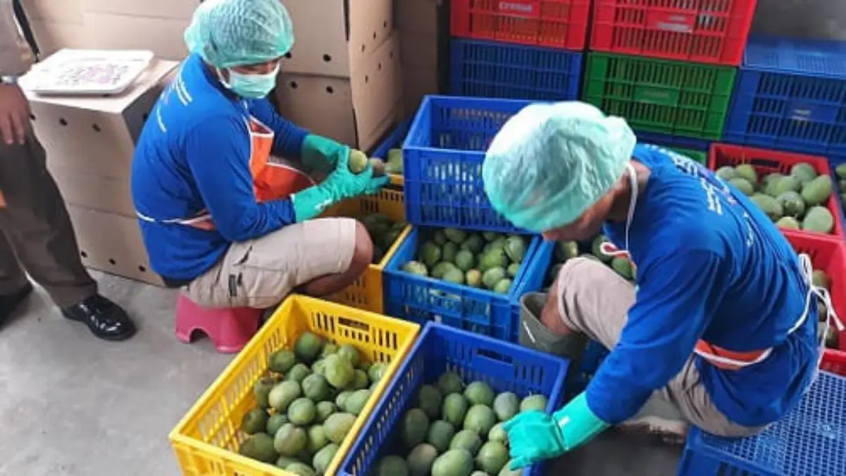 UMKM Mangga Gedong Gincu Jatigede Jadi Perhatian, Bupati Sumedang Dorong Naik Kelas