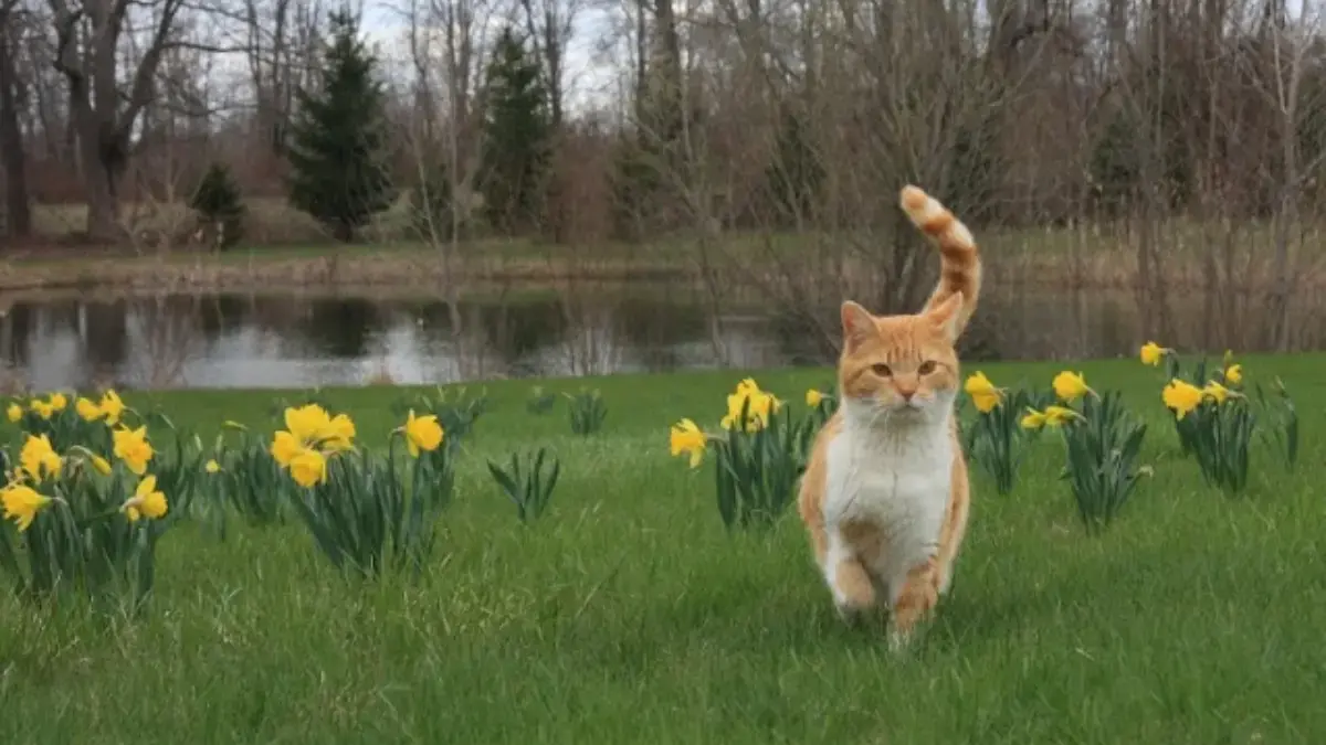 Kamu Sudah Tahu? Ini Dia 10 Keunikan Kucing yang Belum Kamu Ketahui Kamu Sudah Tahu? Ini Dia 10 Keunikan Kucing yang Belum Kamu Ketahui