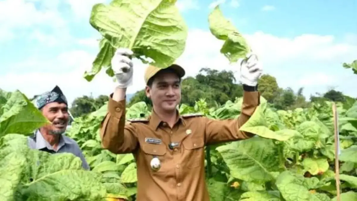 Pemkab Sumedang Perketat Penindakan Rokok Ilegal demi Lindungi Petani Tembakau Lokal