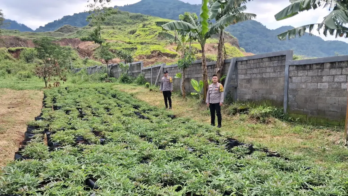 Polsek Jatinangor Kembangkan Budidaya Ubi Cilembu untuk Perkuat Ketahanan Pangan Daerah