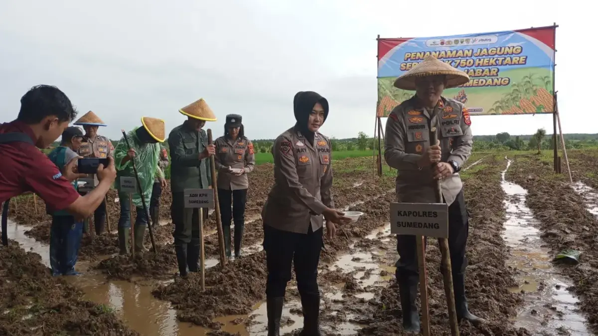 Polres Sumedang Dukung Ketahanan Pangan Nasional, Penanaman Jagung Serentak 750 Hektar Program Polda Jabar Polres Sumedang Dukung Ketahanan Pangan Nasional, Laksanakan Penanaman Jagung Serentak 750 Hektar Program Pold