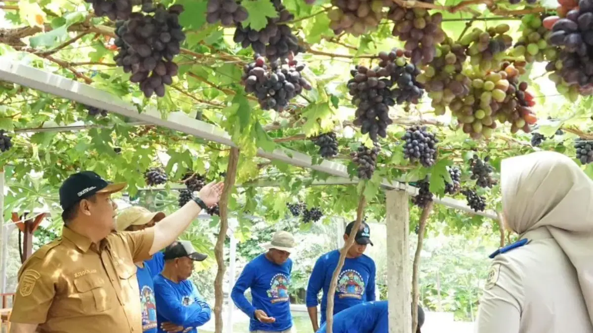 Jadi Kawasan Agrowisata Favorit Kota Palu, Kebun Anggur Duyu Bangkit Bukti Kerja GTRA Jadi Kawasan Agrowisata Favorit Kota Palu, Kebun Anggur Duyu Bangkit Bukti Kerja GTRA