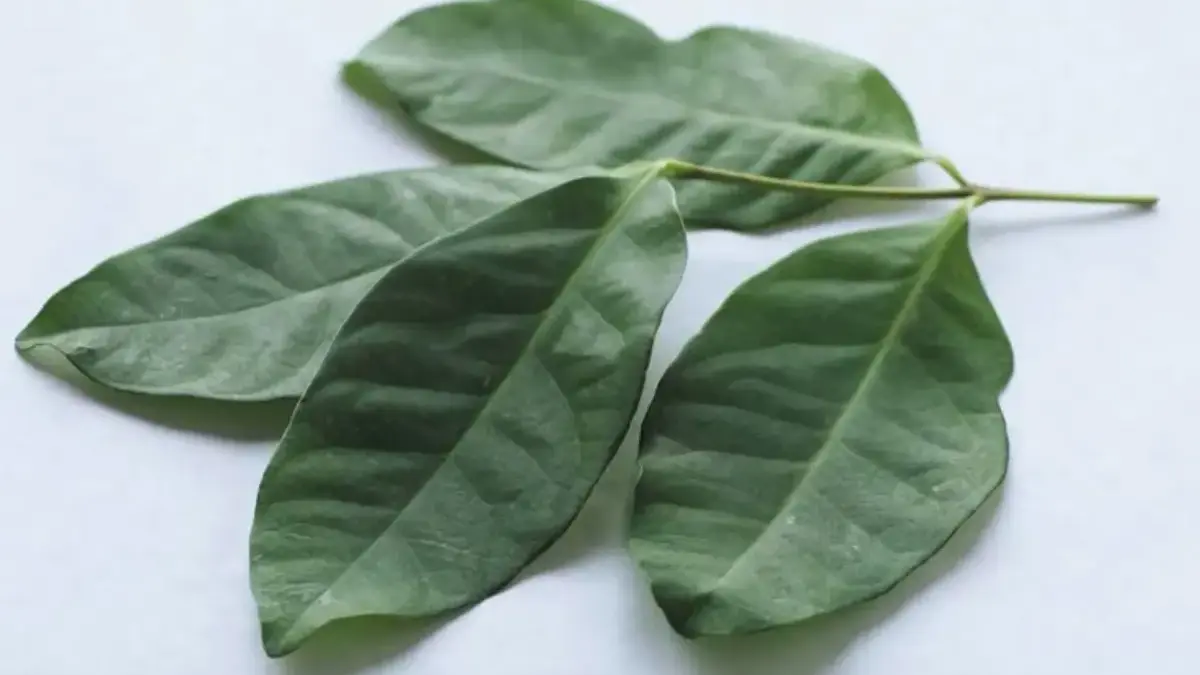 Bukan Sekadar Bumbu Dapur, Ini 5 Khasiat Daun Salam yang Wajib Tahu