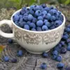 Manfaat Buah Blueberry: Si Kecil Biru dengan Segudang Khasiat