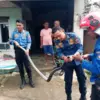 Bikin Resah Warga, Ular King Kobra Berhasil Dievakuasi Damkar.