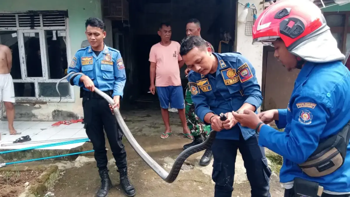 Bikin Resah Warga, Ular King Kobra Berhasil Dievakuasi Damkar.