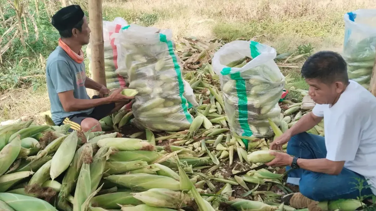 Desa Cihanjuang Kembangkan Ayam Petelur BUMDes untuk Perkuat Ketahanan Pangan Desa Cihanjuang Kembangkan Ayam Petelur BUMDes untuk Perkuat Ketahanan Pangan