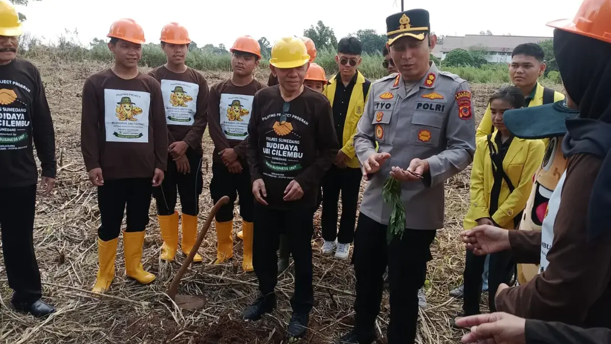 Ubi Cilembu Masuk Kampus, Polres Sumedang Gandeng Ikopin University Garap 2 Hektare Ikopin Polres Sumedang