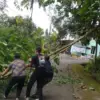 Pohon Tumbang di Jalan Nangorak, Lalin Sempat Tersenda
