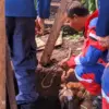 Seekor sapi milik peternak dilaporkan terperosok ke dalam saluran pembuangan di wilayah Dusun Manabaya, Desa S