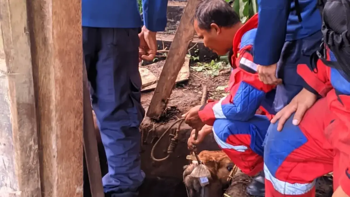 Seekor sapi milik peternak dilaporkan terperosok ke dalam saluran pembuangan di wilayah Dusun Manabaya, Desa S
