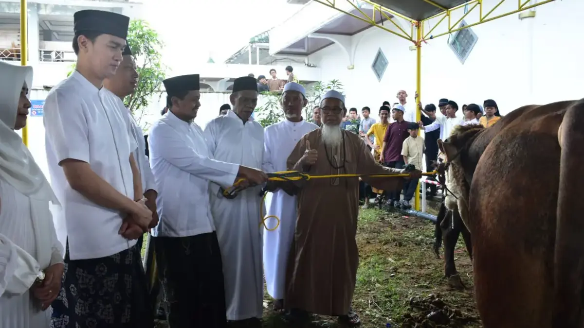 Sapi Kurban Presiden 1,1 Ton untuk Sumedang Diserahkan di Masjid Agung Bantuan Hewan kurban dari Presiden Republik Indonesia Prabowo Subianto berupa seekor sapi berbobot 1,1 ton ata