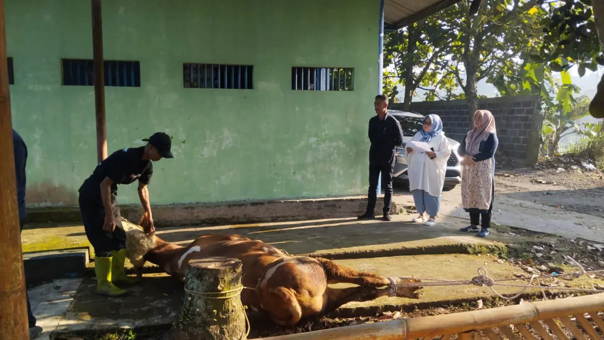 Perumda Tirta Medal Sumedang Salurkan 27 Domba dan 3 Sapi Kurban Perumda Tirta Medal Sumedang Salurkan 27 Domba dan 3 Sapi Kurban